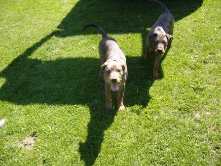 apollo a ashley