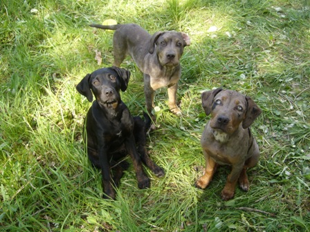 leilinka,ashley a apollo