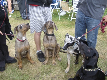 Ashley,Apollo,Annie a Anelis-Leila
